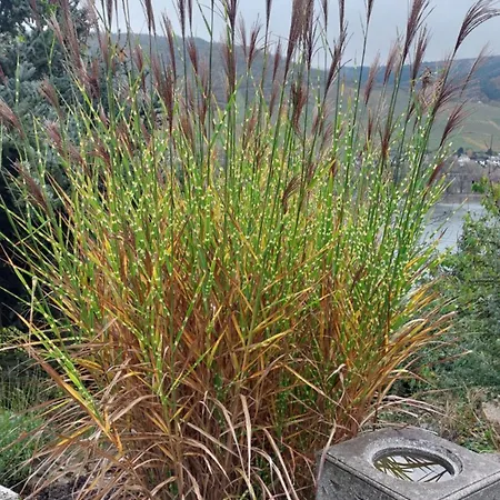 Märchenhain Niederheimbach