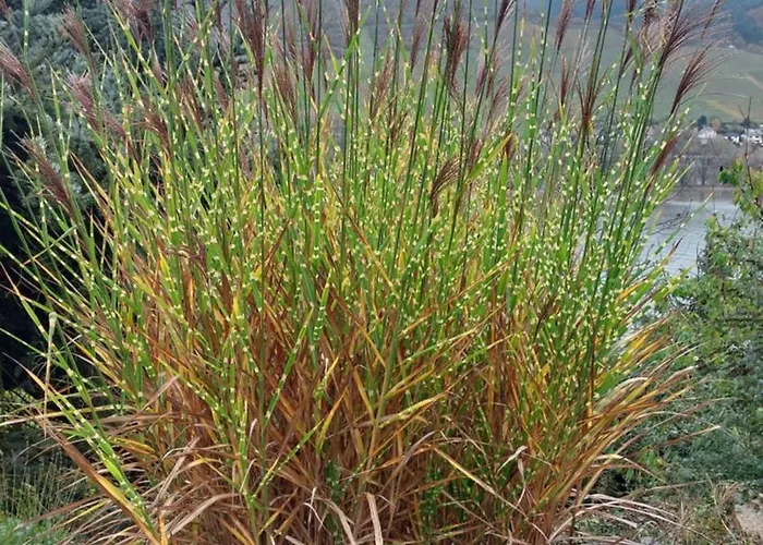 Märchenhain Am Mittelrhein - Rheinblick, Terrasse&garten, 2 Schlafzimmer Und 2 Bäder Niederheimbach